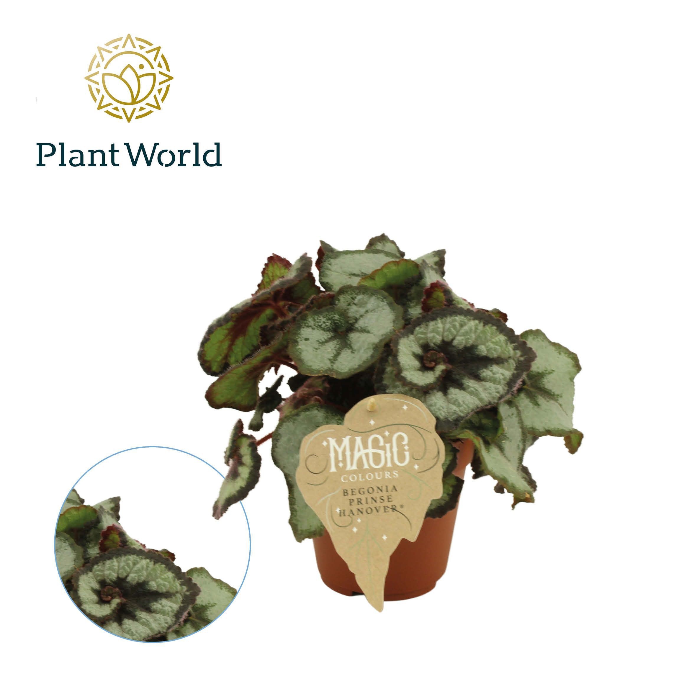 Begonia rex Prinsess Hanover, D 12 cm