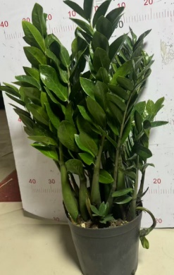 Замиокулькас Мани Три 30 110