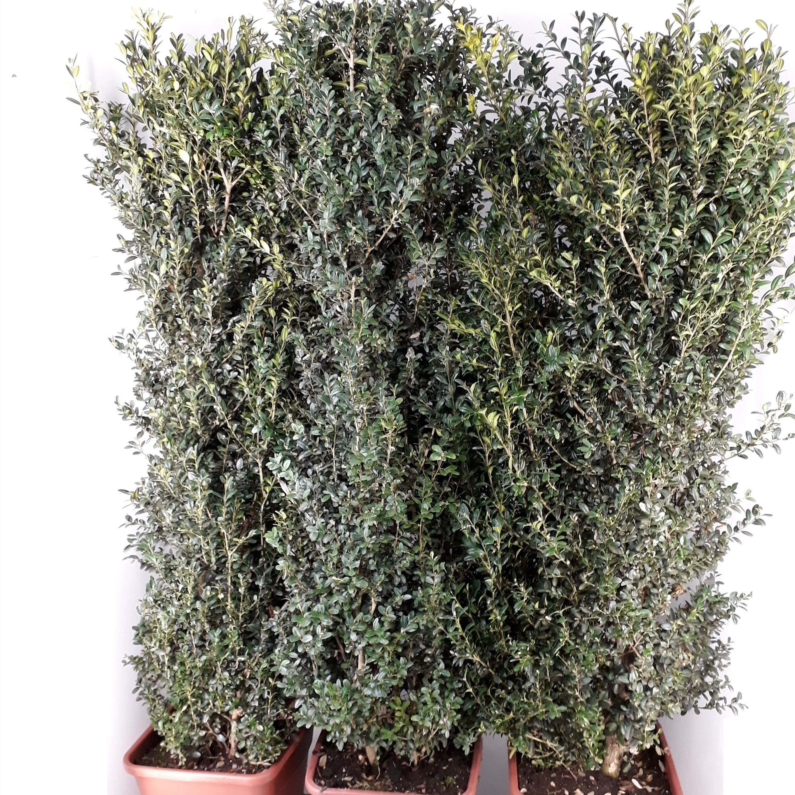 Buxus Sempervirens 120-130cm hegvorm, D 30