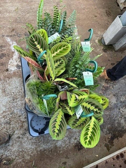 694 FDM : 6 soorten mix per tray exotische hangpot p14, D 14