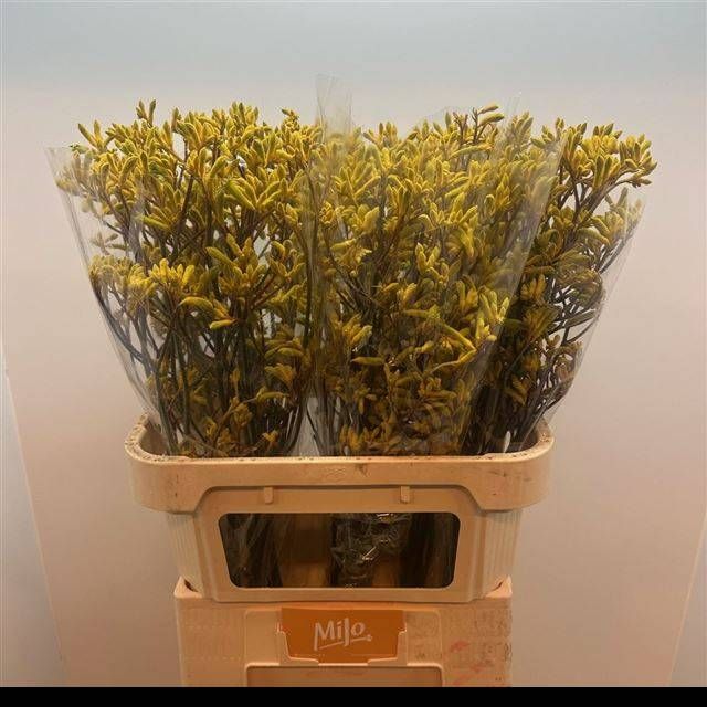 Анигозантус Еллоу Микс 80, шт. Анигозантус Еллоу Микс 80, шт.