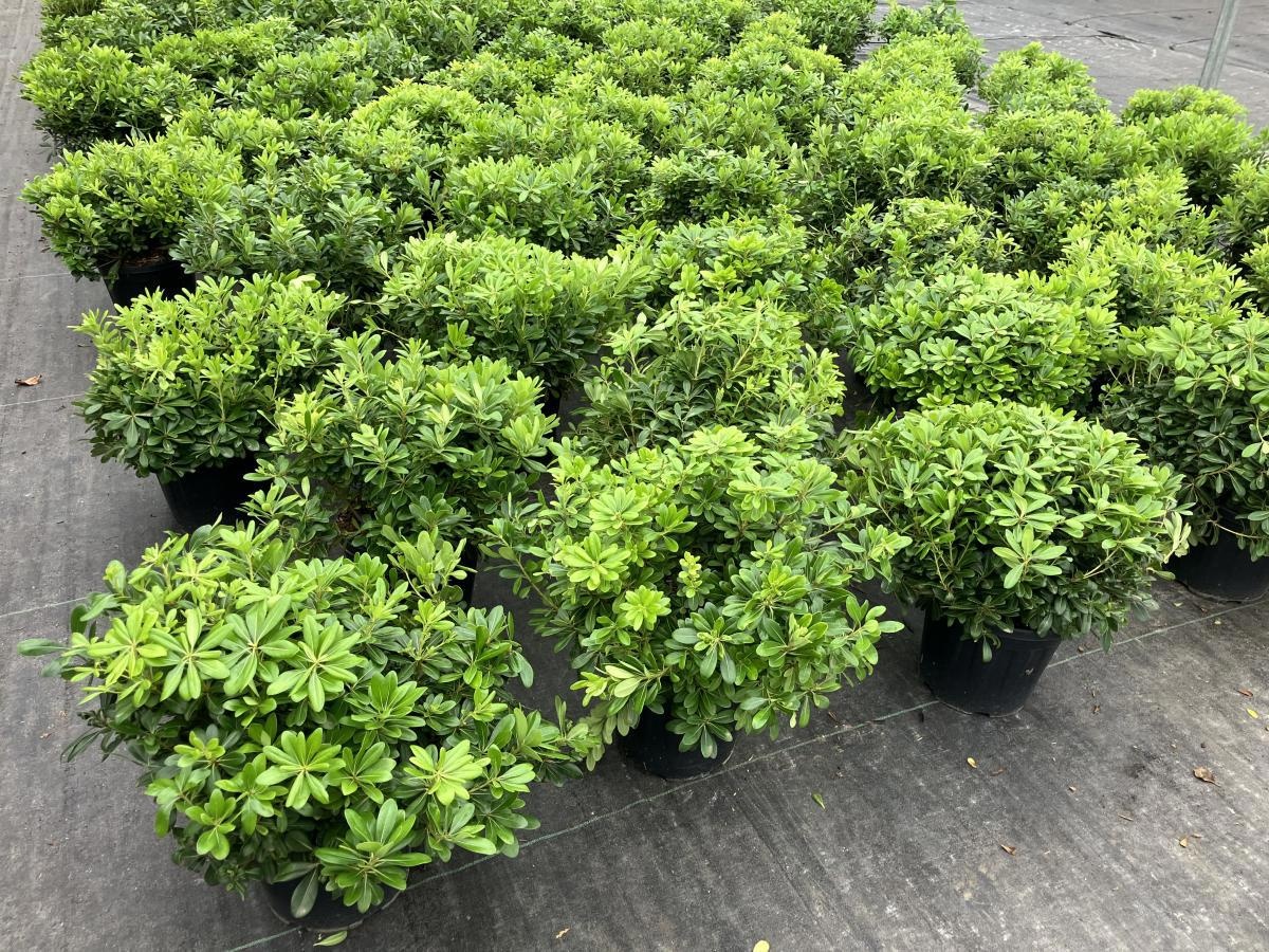 Pittosporum tob. 'Nanum', D 29