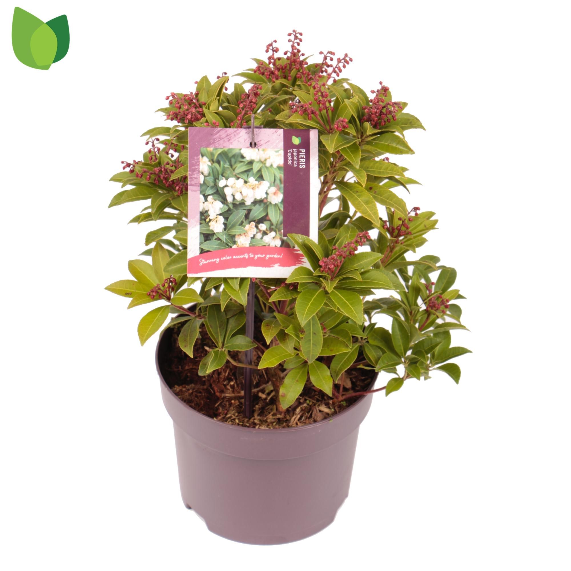 Pieris japonica 'Cupido' C2/P17, D 17