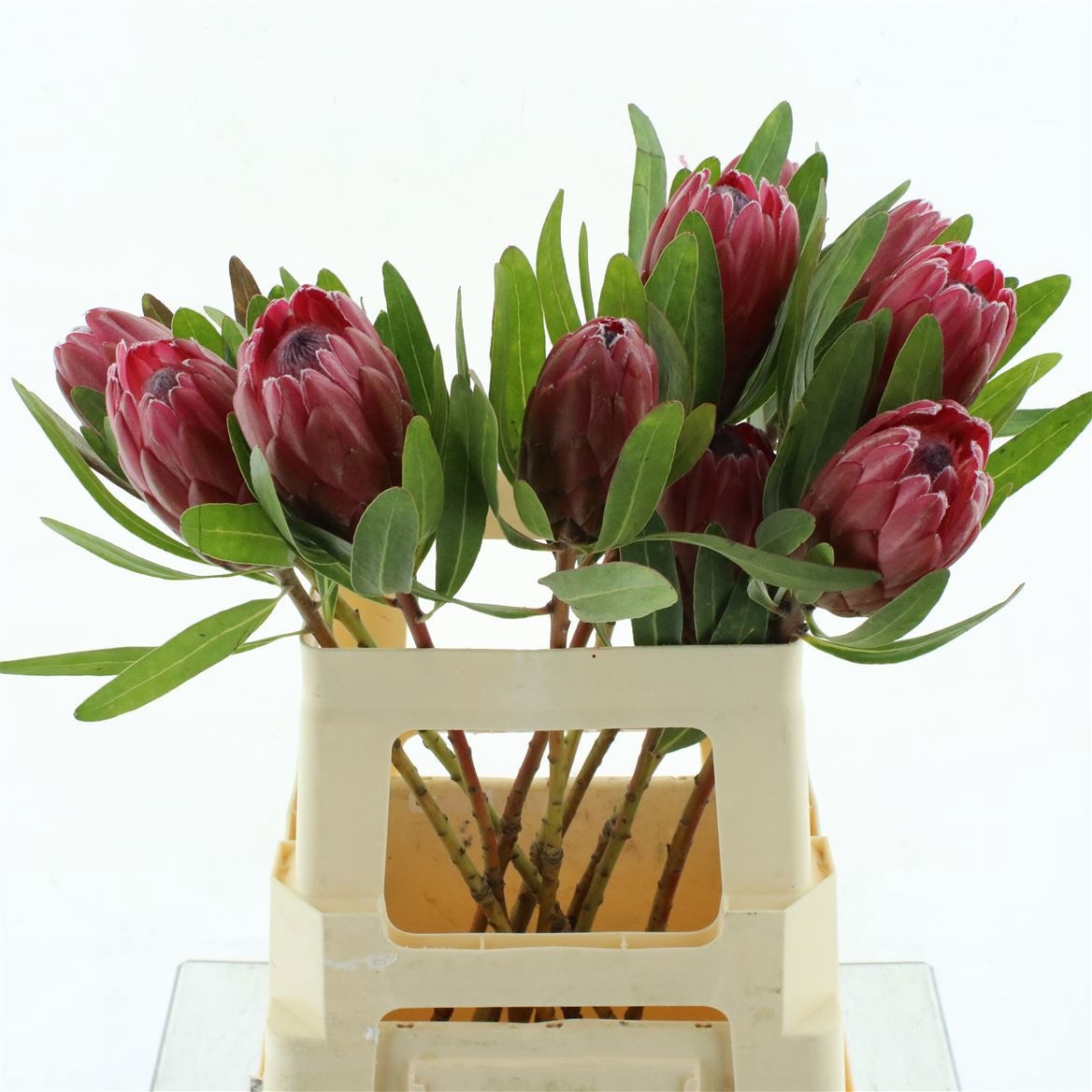 Протея Ланцелот 50, шт.