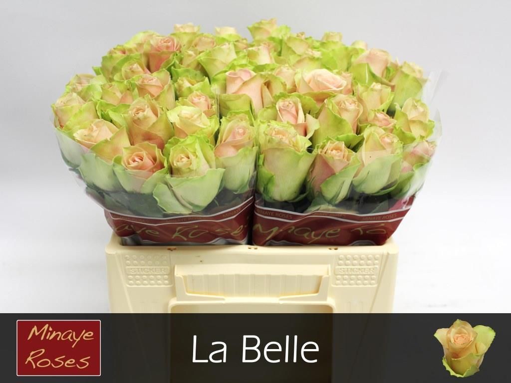 Роза од. Ля Бэль 35, шт.