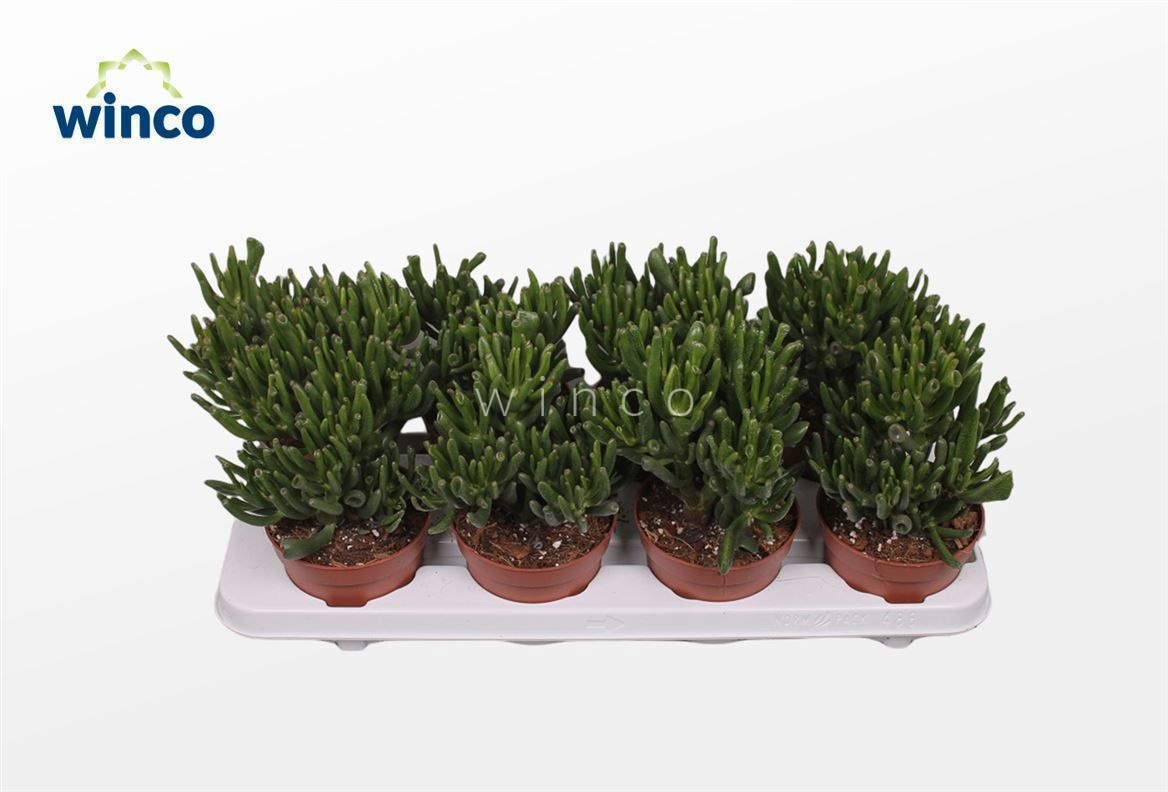 Crassula Hobbit, D 12