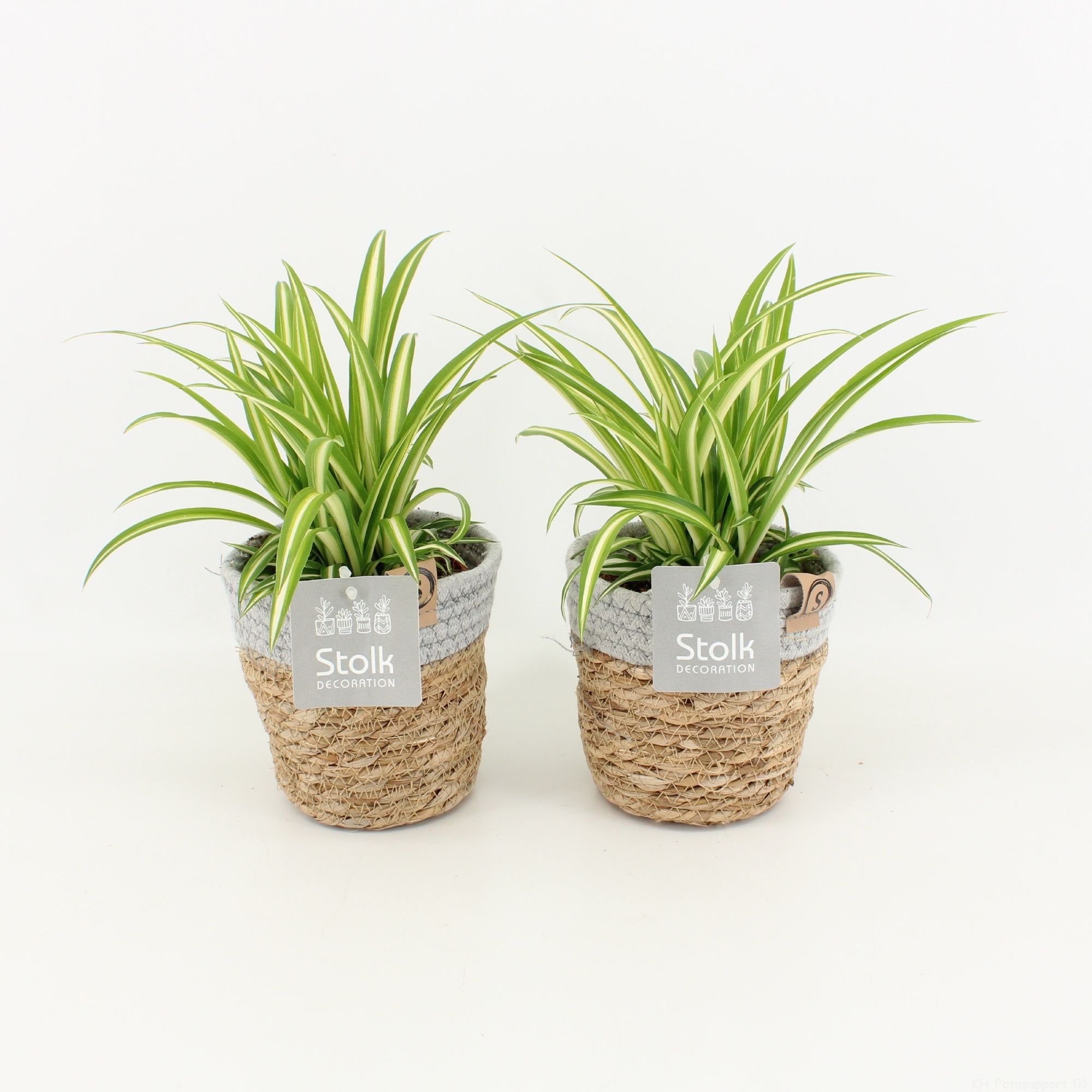 Chlorophytum Variegatum in Basket, D 13