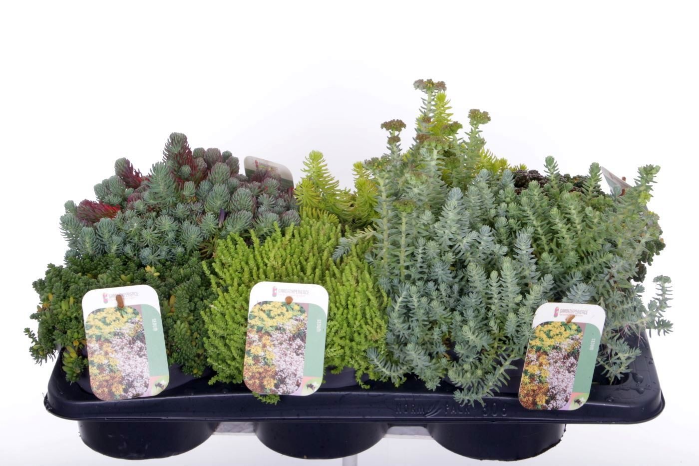 Sedum mix in tray, D 17