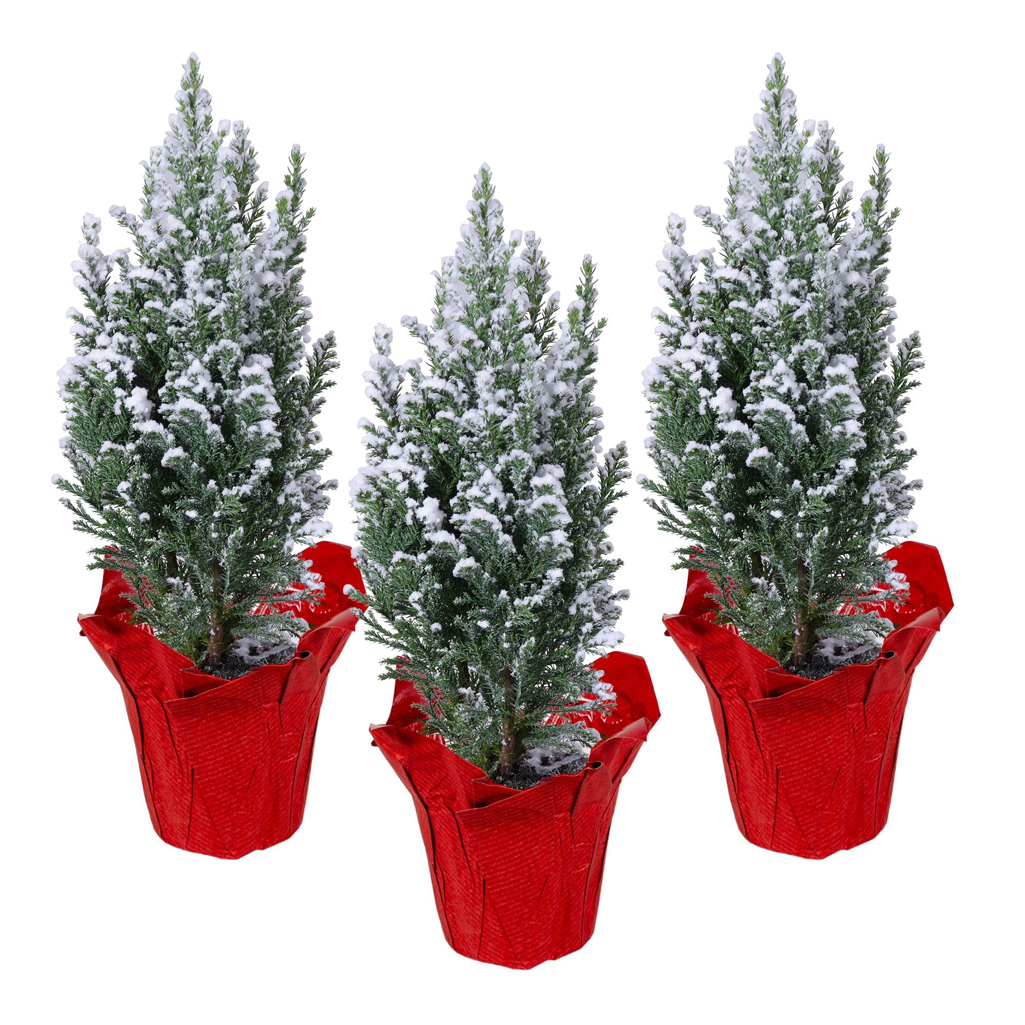 Ellwoodii sneeuw + fastwrap, D 9