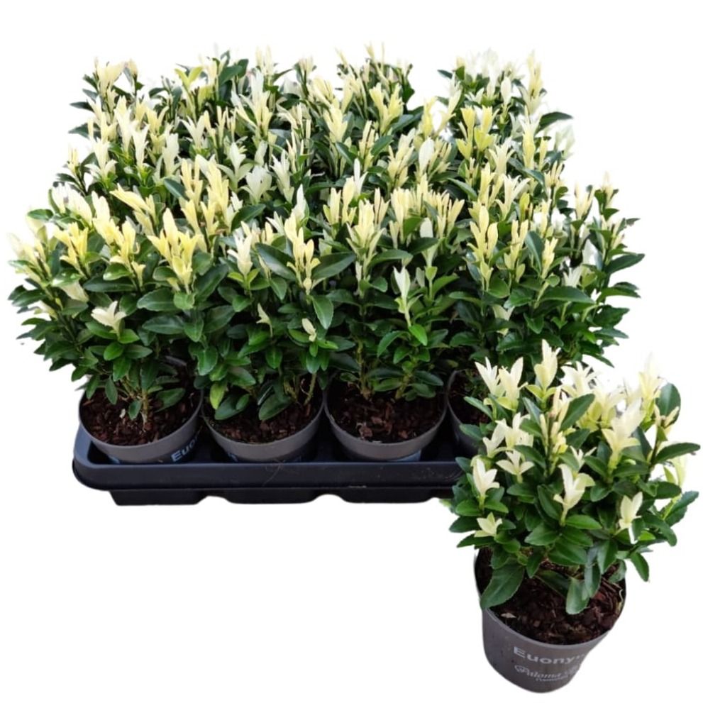 Euonymus jap. 'Paloma Blanca' p10, D 10