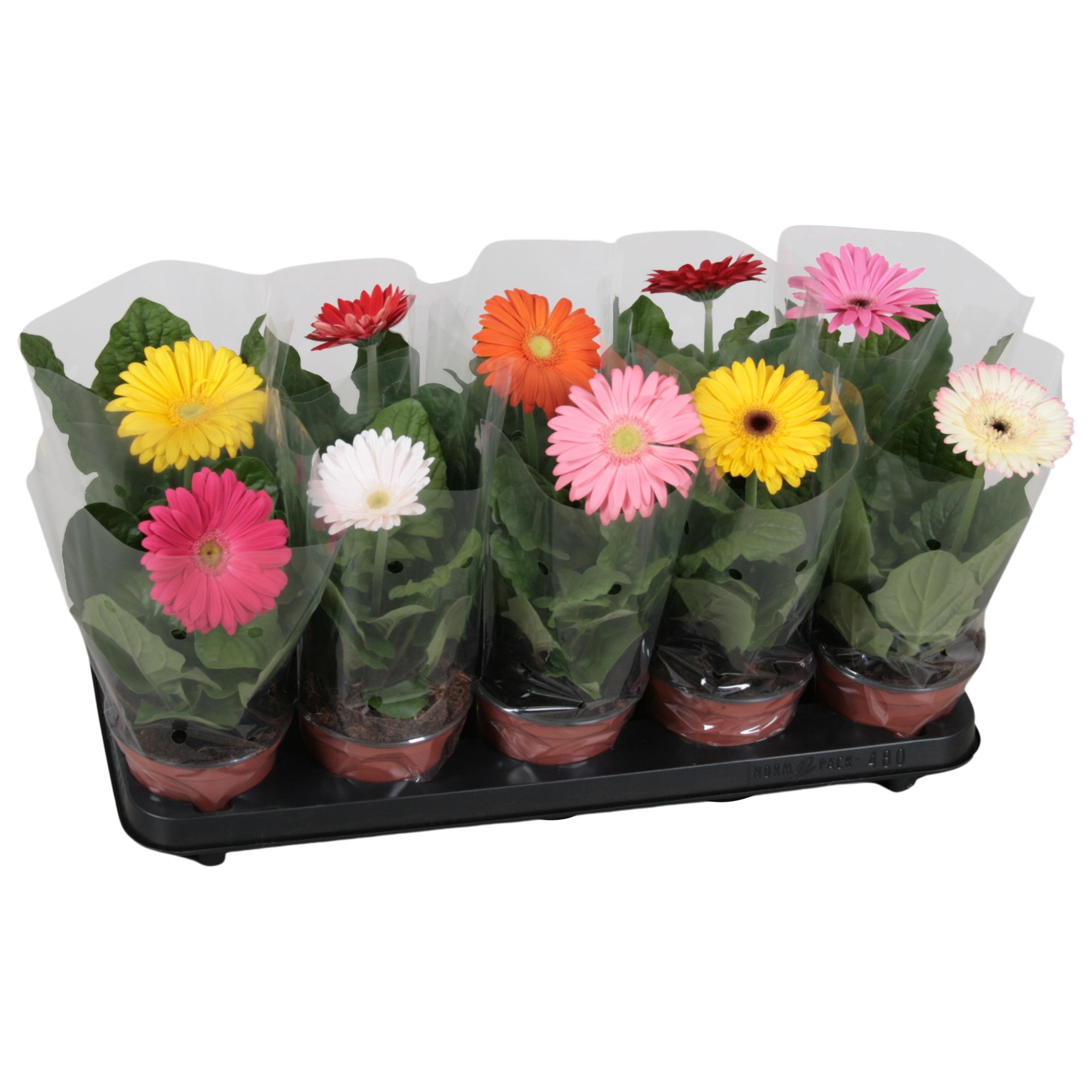 Gerbera belicht 1 bl, D 12