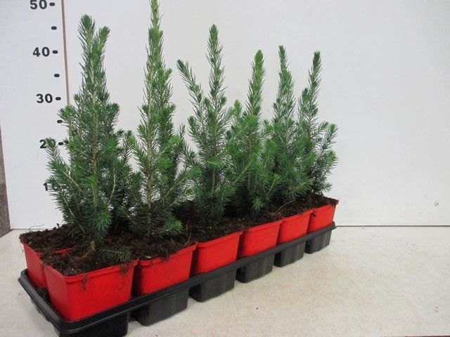 Picea glaca Super Green 15-20, P9, D 9