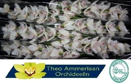 Цимбидиум Валента x6 80, шт.