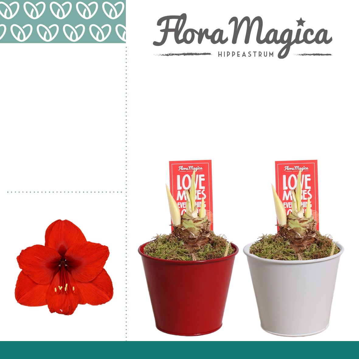 Amaryllis Rood 2 Knop in Ompot Zara LOVE, D 12