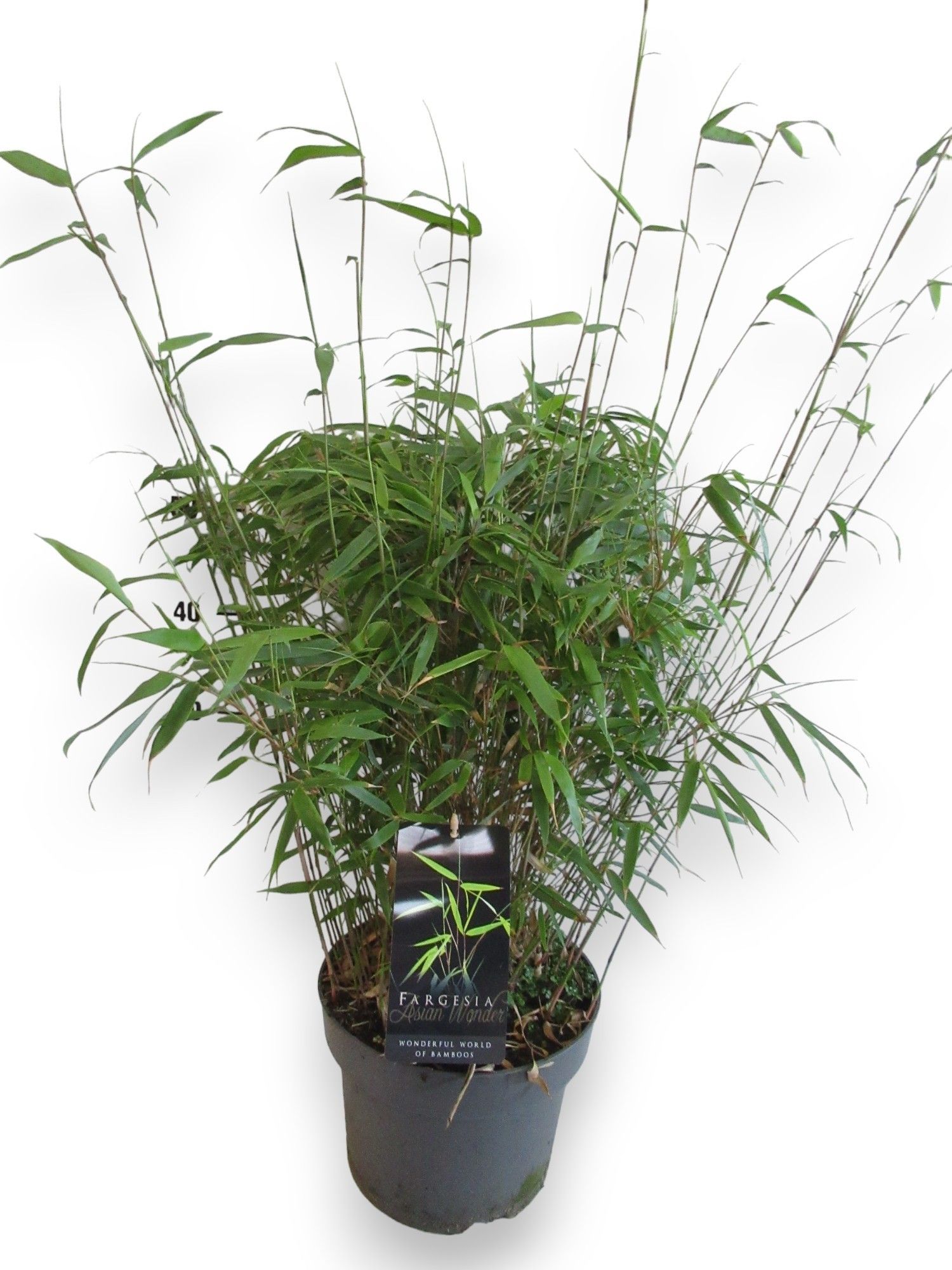 Fargesia Asian Wonder C5/P23 - Niet-woekerende Bamboe, D 23