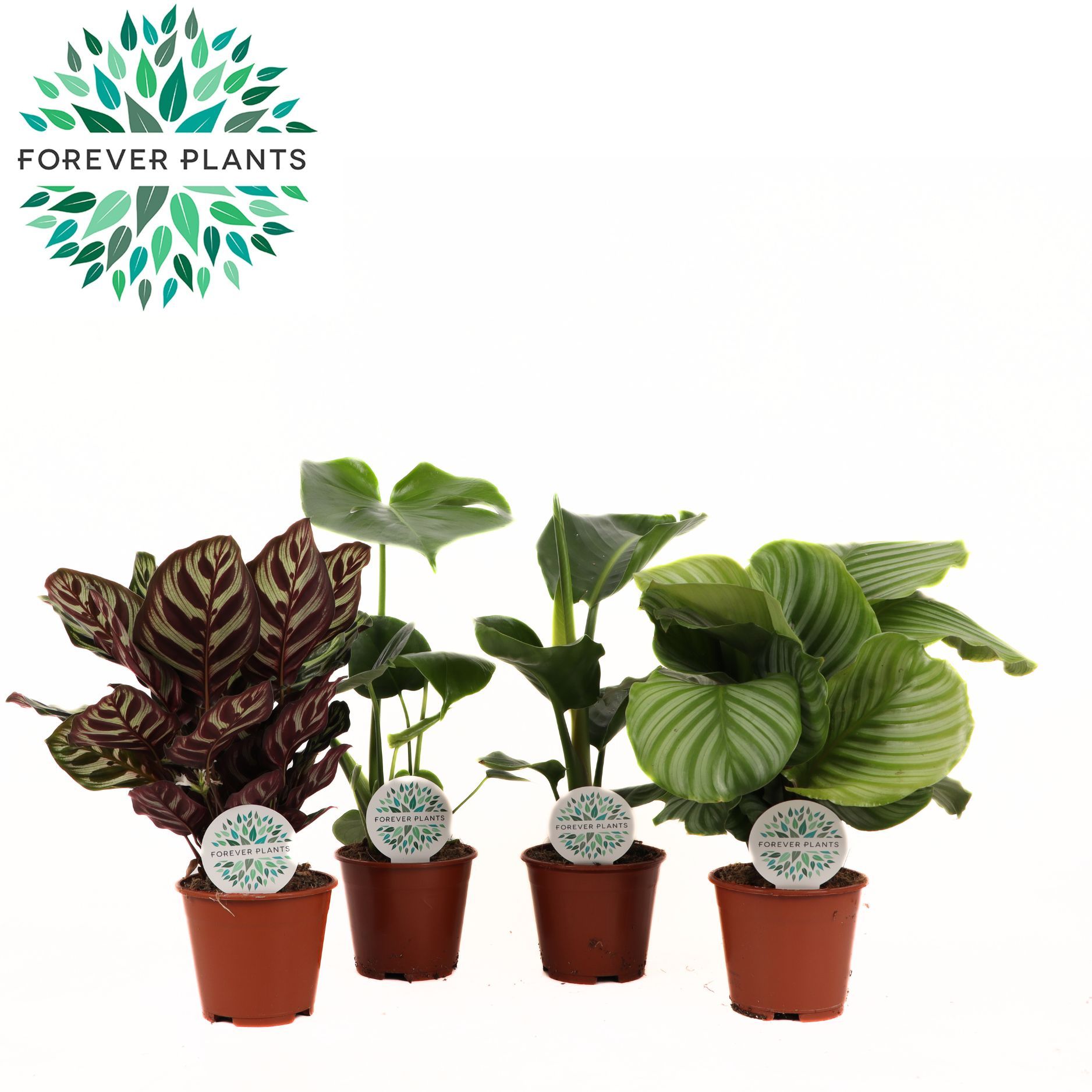 Groen Blad Mix p14, D 14 cm