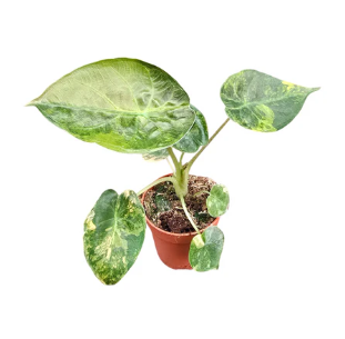 Alocasia Wentii Variegata, D 7 cm
