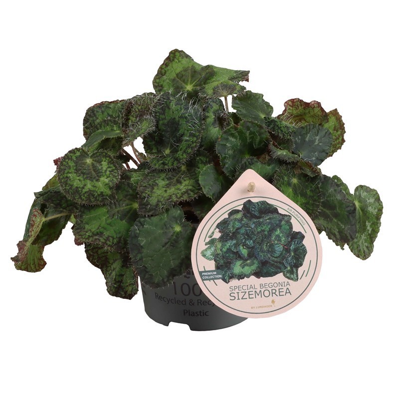 BEGONIA SIZEMOREAE, D 12