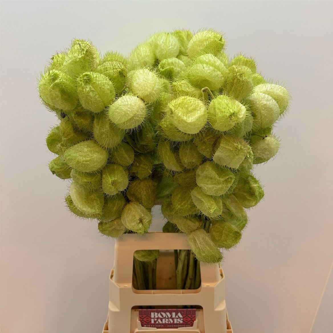 Гомфокарпус Моби Дик 80, шт.