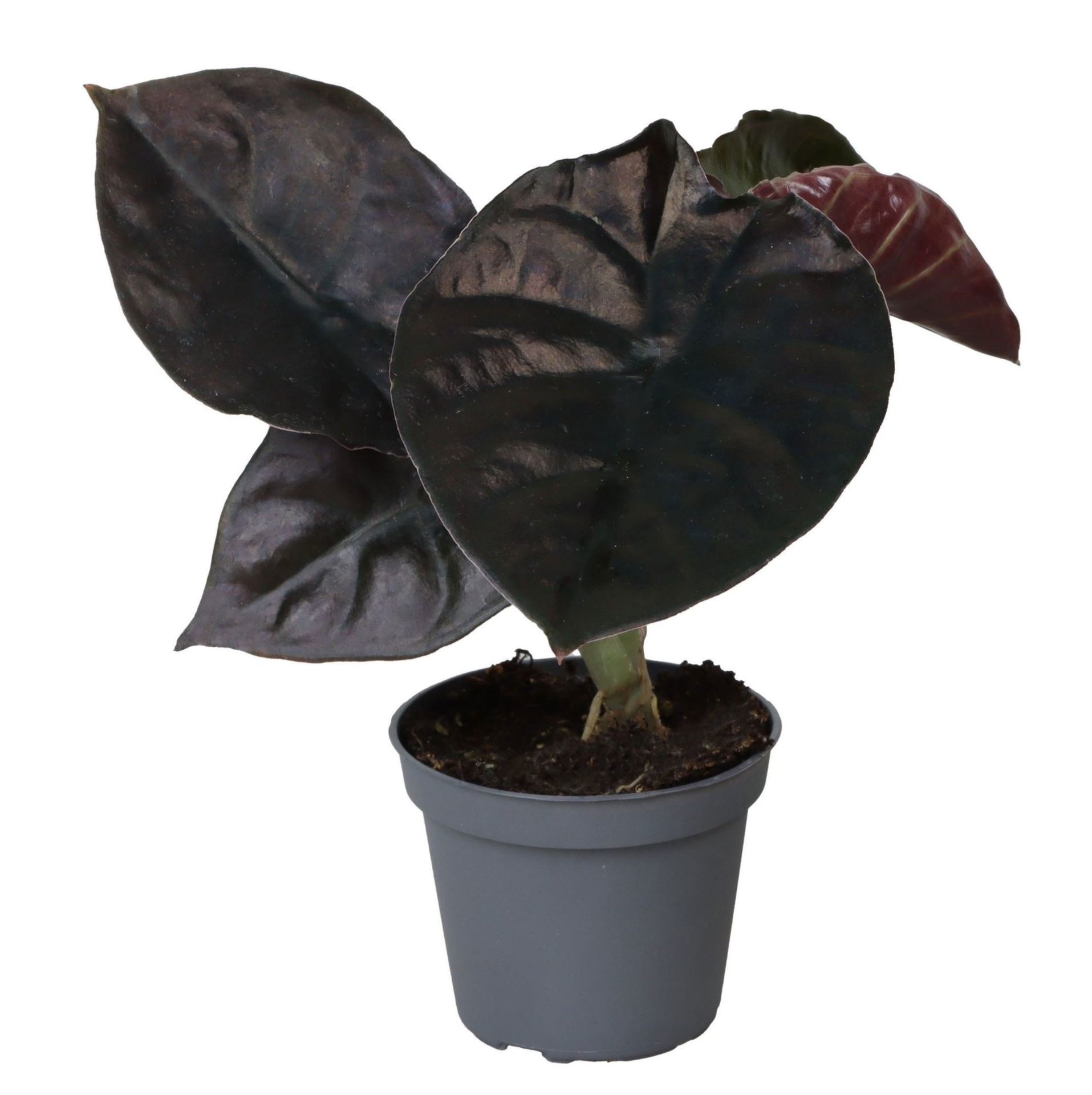 Alocasia Infernalis 'Black Magic' 6 cm, D 6