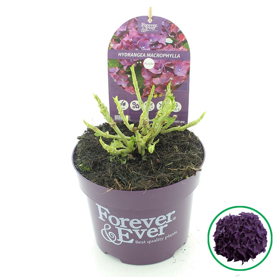 Hydrangea macr. Forever & Ever® Paars C2 (17cm.), D 17