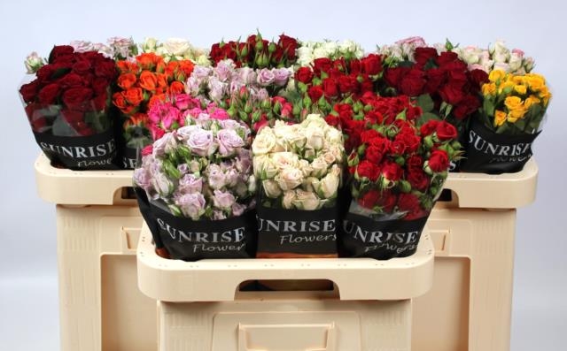 Роза куст. Микс в баке 60, шт.