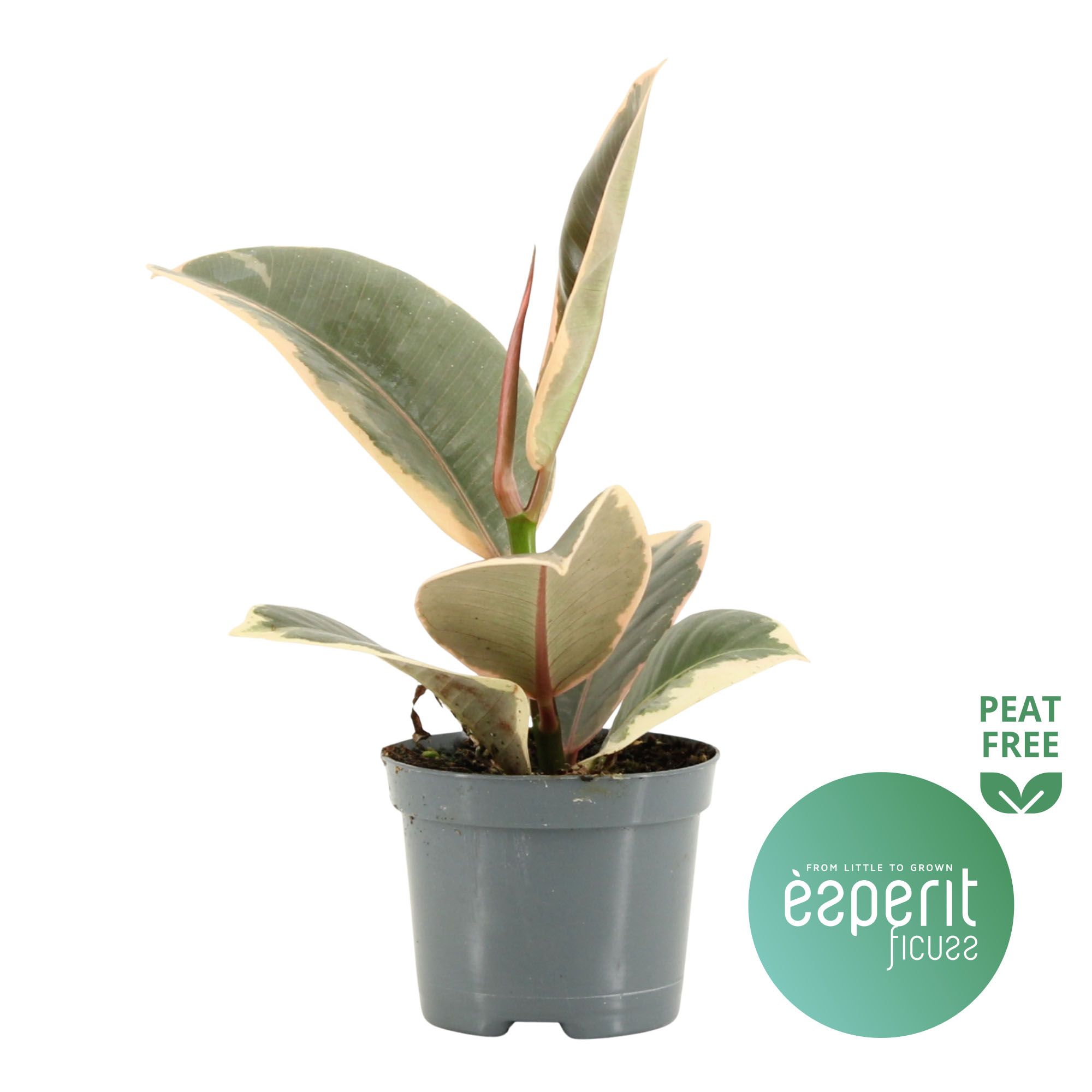 Ficus elastica Tineke, D 8,5