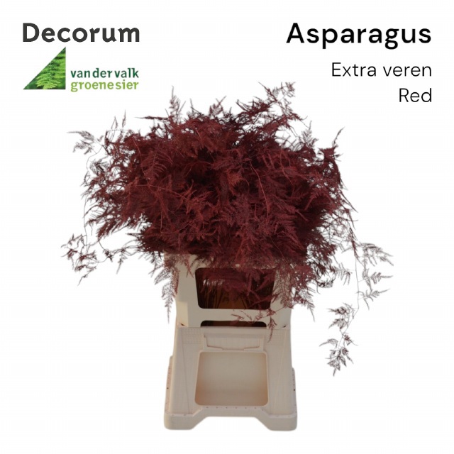 Аспарагус Овериг Крашеный (краш. ) 65, шт.