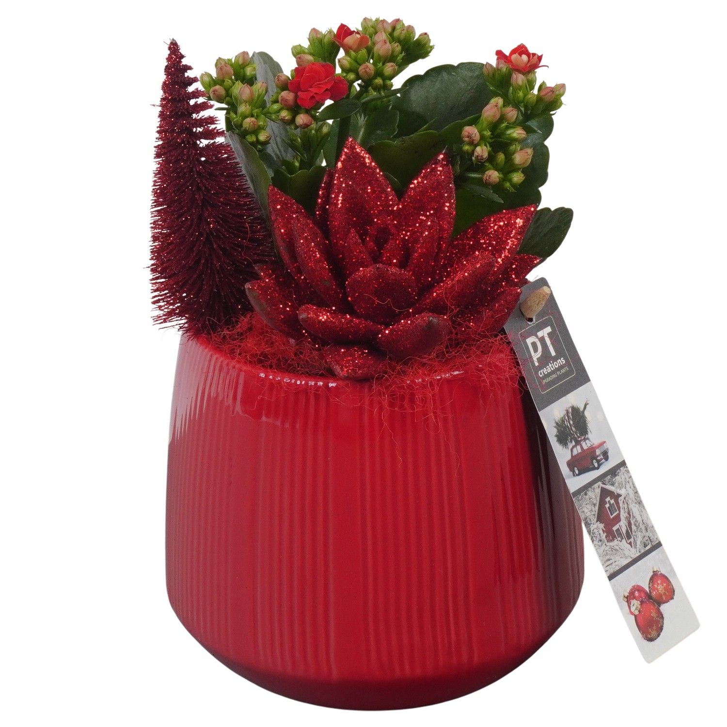 PTCHR7221 Arrangement Christmas Red in keramiek pot, D 12 cm