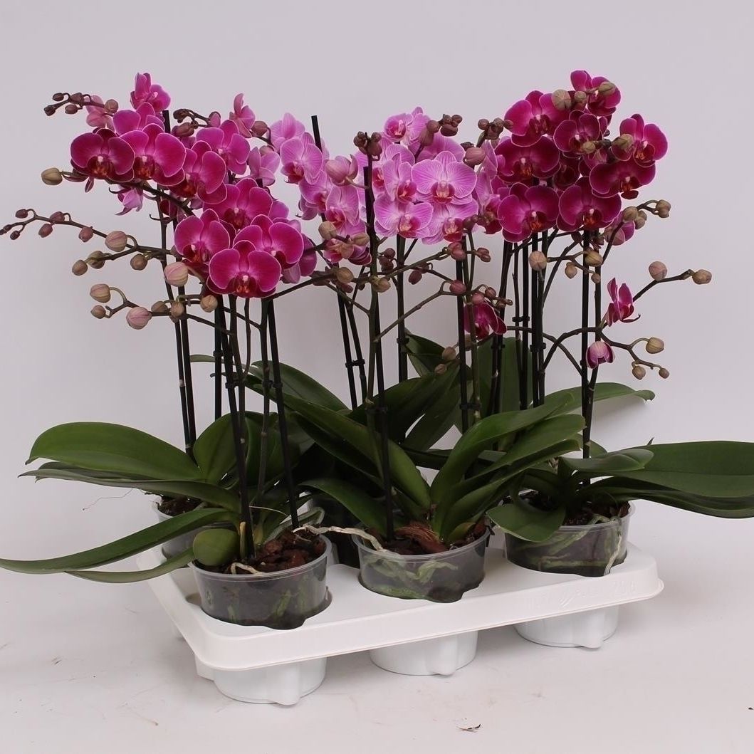 Phal. Multiflora 2-tak "Paarse/Lila/Roze tinten", D 12