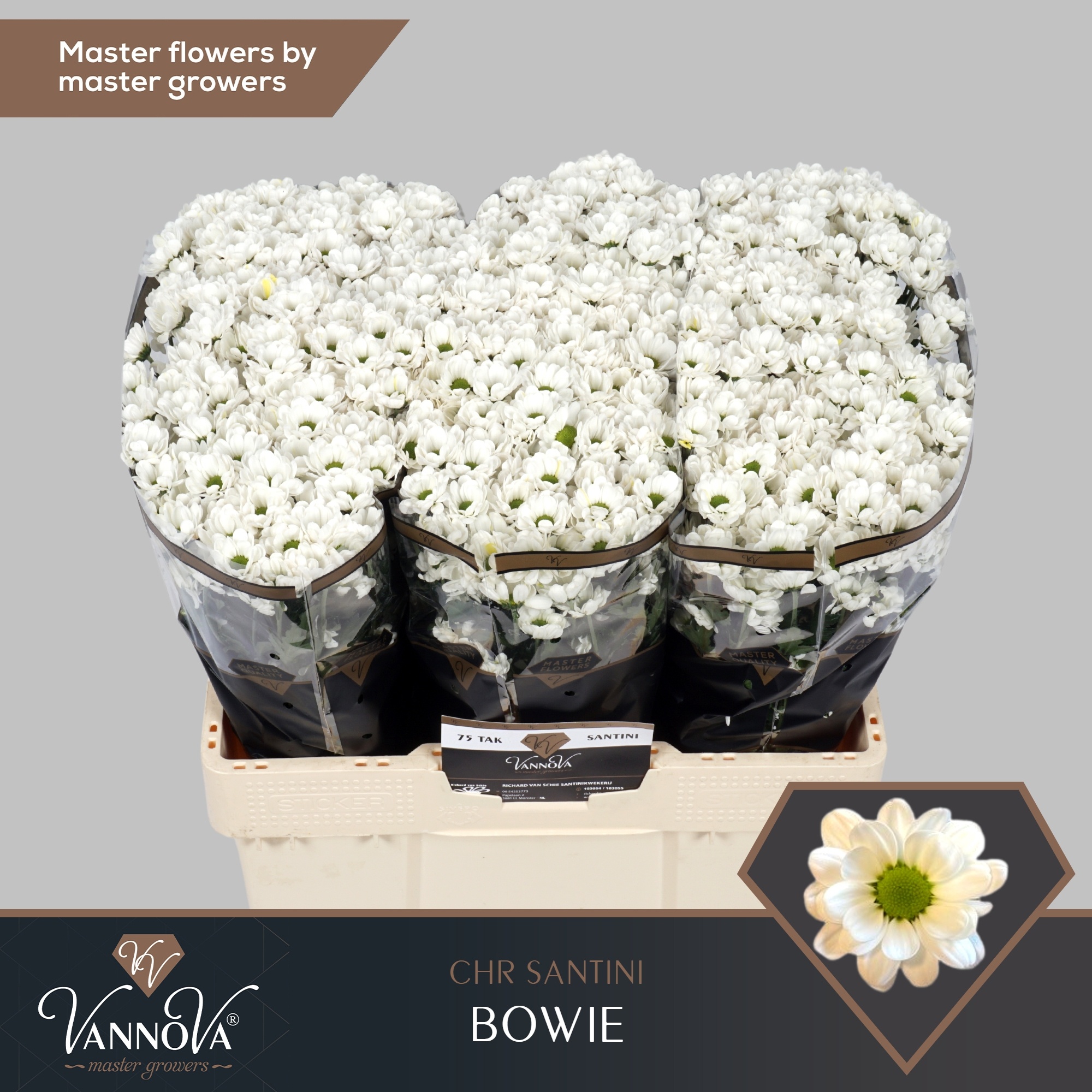 Сантини Боуи (бел.), шт.