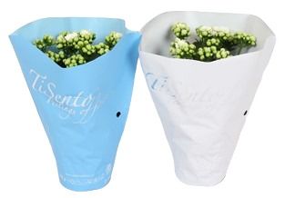 Calandiva 12 cm - Blauw/Wit, D 12