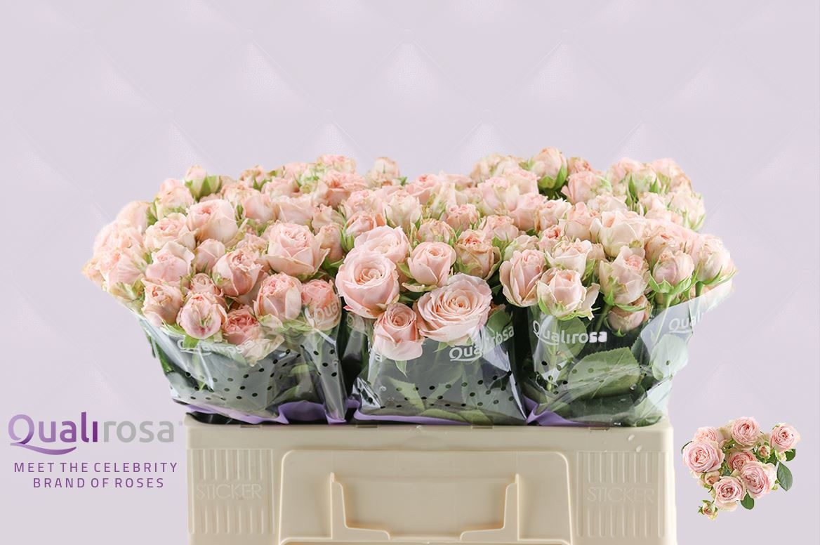 Роза куст. Бомбастик 50, шт.