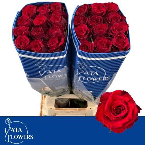 Роза од. Борн Фри 70, шт.