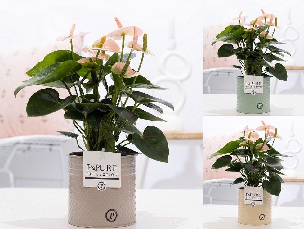 Anthurium pink (Spirit) in P&PURE zinc Louise 4 ass.3;, D 12