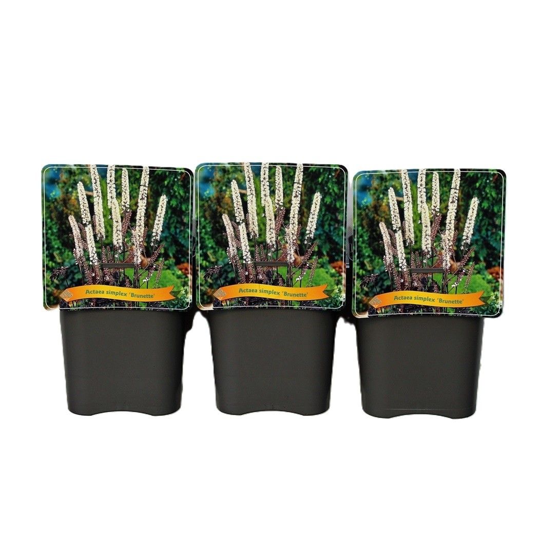 Actaea simplex 'Brunette' C5, D 21