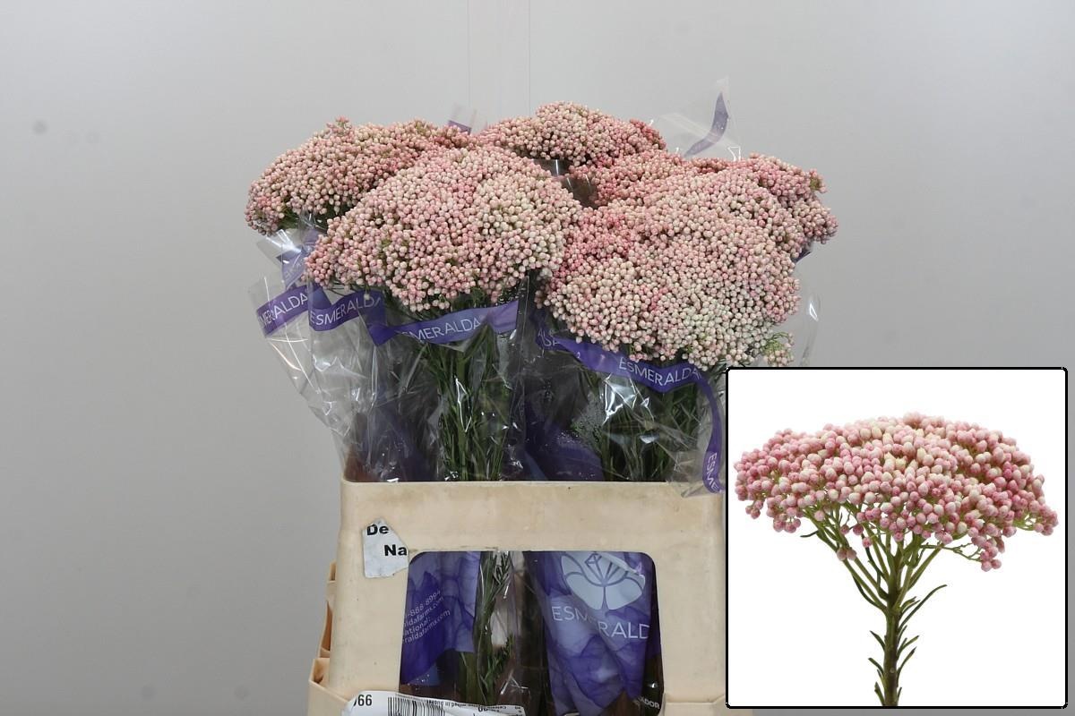 Озотамус Кукс Молл Пинк 60, шт.