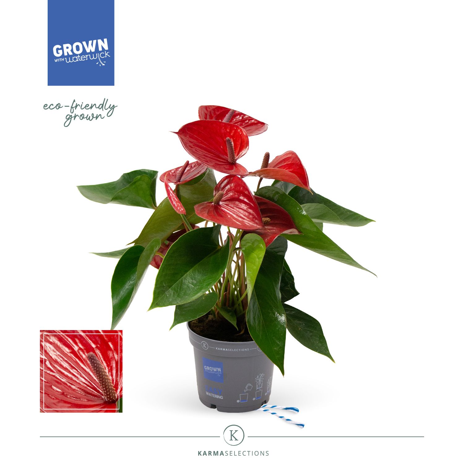 Mimesis Anthurium KARMA Picanta Red - 17cm, D 17