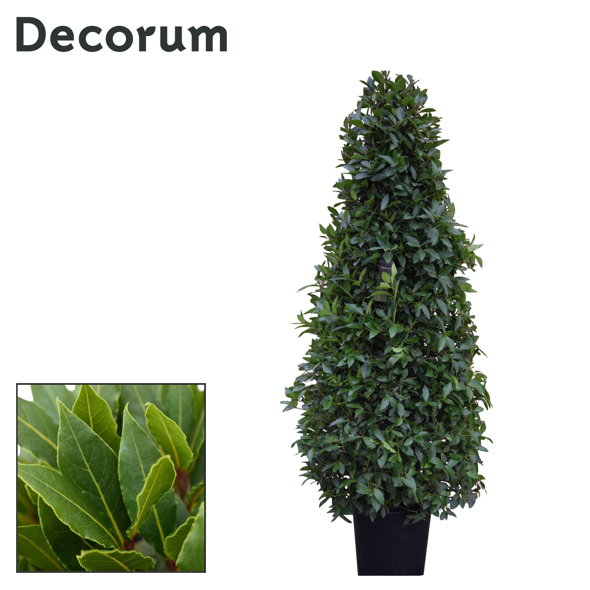 Laurus nobilis Piramide, D 40