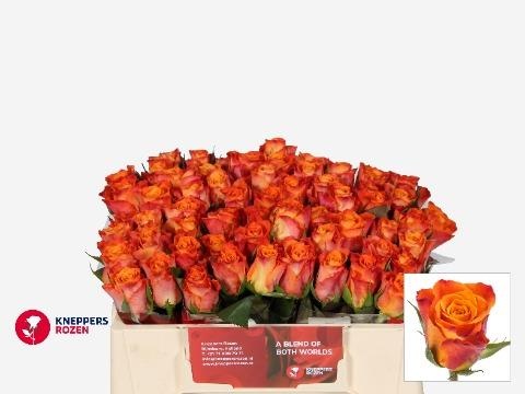 Роза од. Марио! 30, шт.