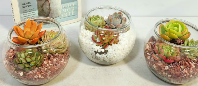 Лиули Суккулент 9 10