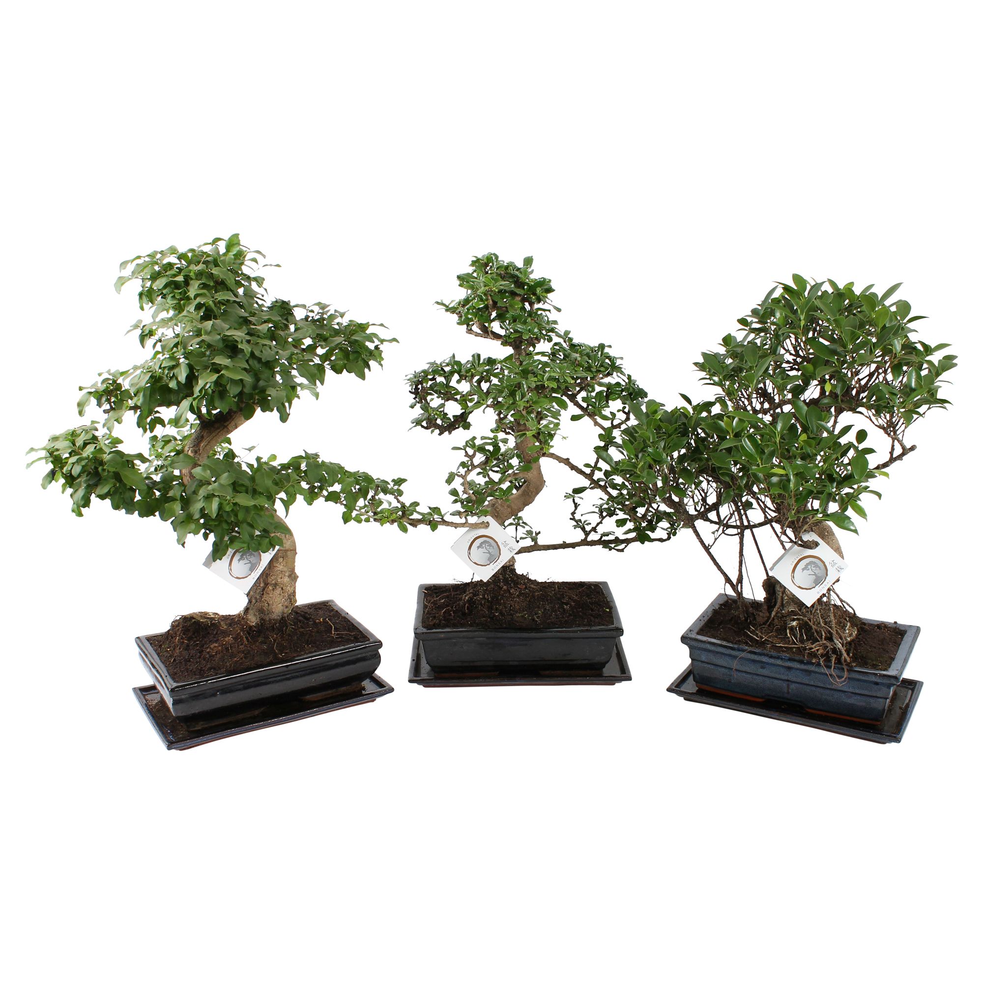 Bonsai Mixed in ø30cm Ceramic with Saucer, D 30 cm