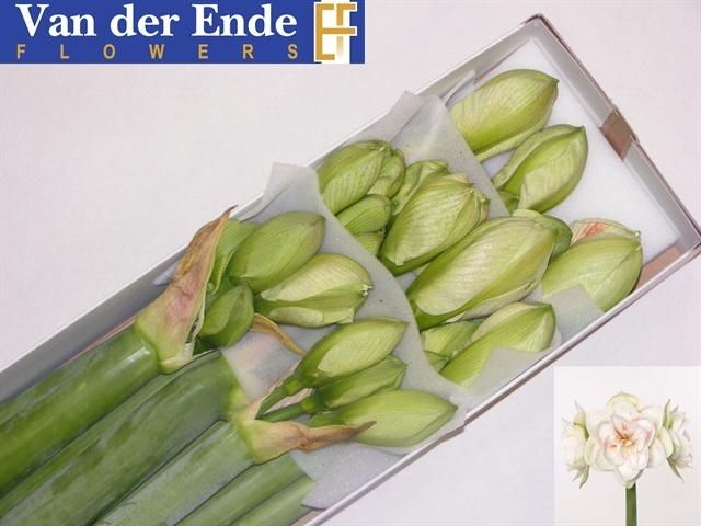 Амарилис Нимф (бело-красн.) x8, шт.