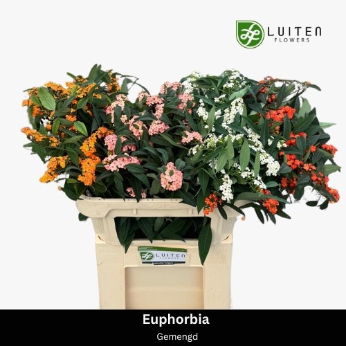 Эуфорбия од. Микс 70, шт.