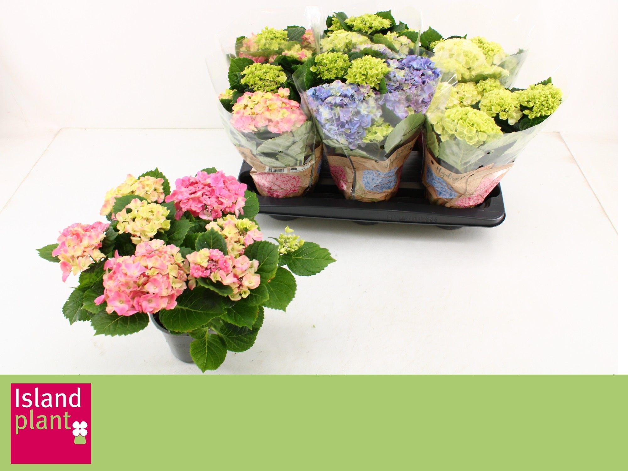 Hydrangea macr. Mix, D 13