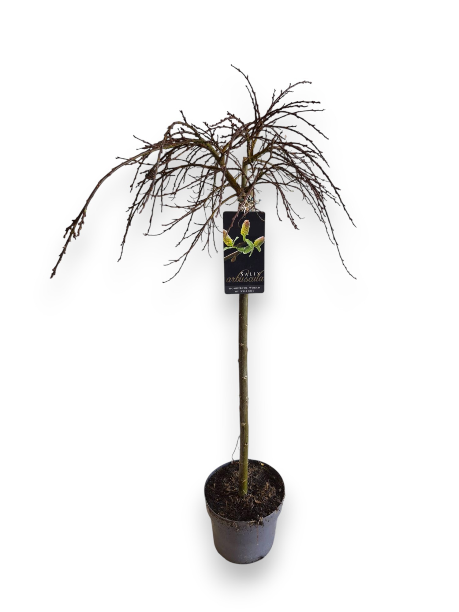 Salix Arbuscula 60cm stam C3/P19, D 19
