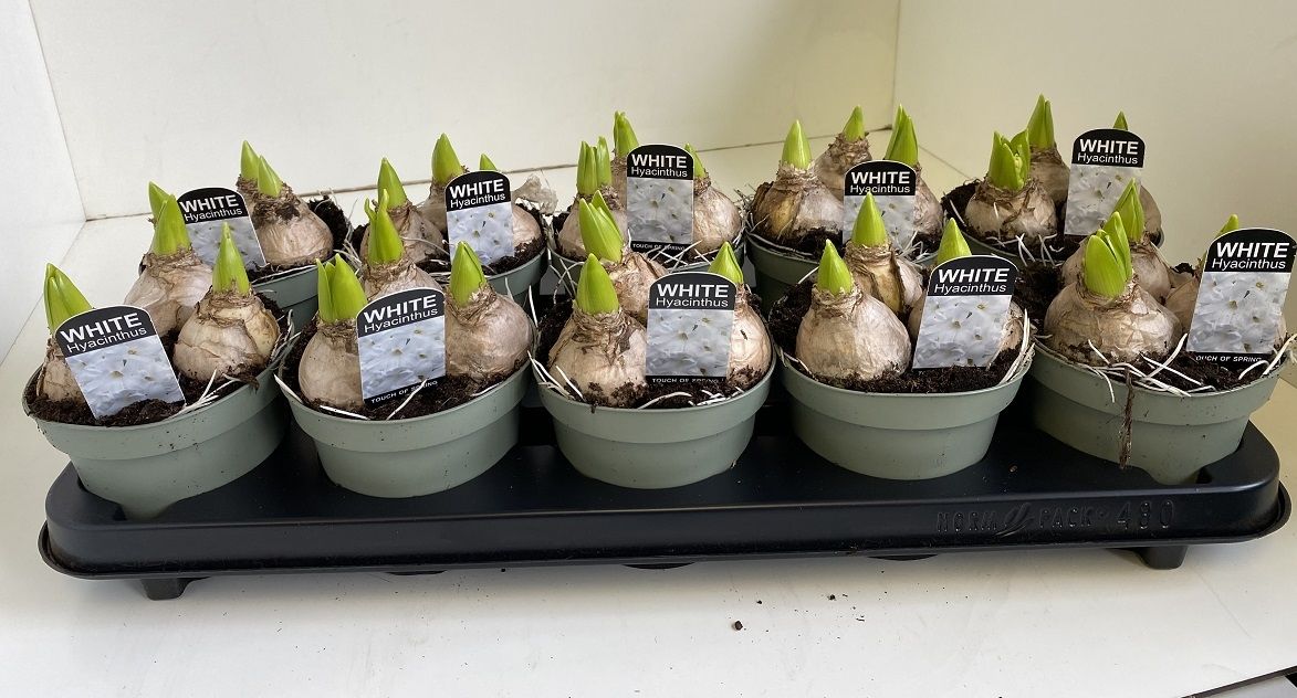 12 cm Hyacint White Pearl in olijfgroene pot, D 12