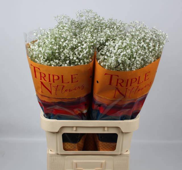 Гипсофила Экселенс 80, шт.