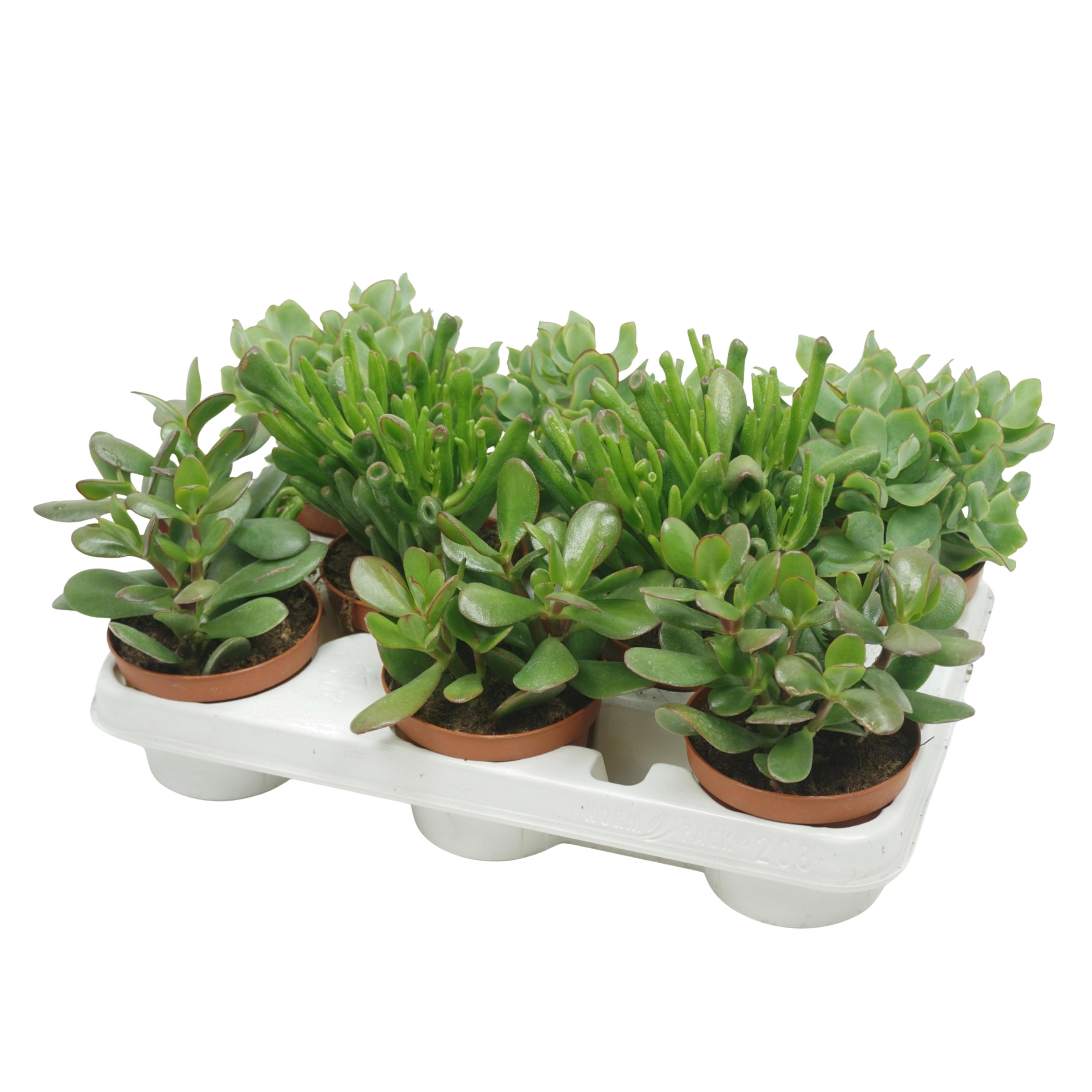 Crassula mix 10,5 cm in 8 gaats tray, D 10,5