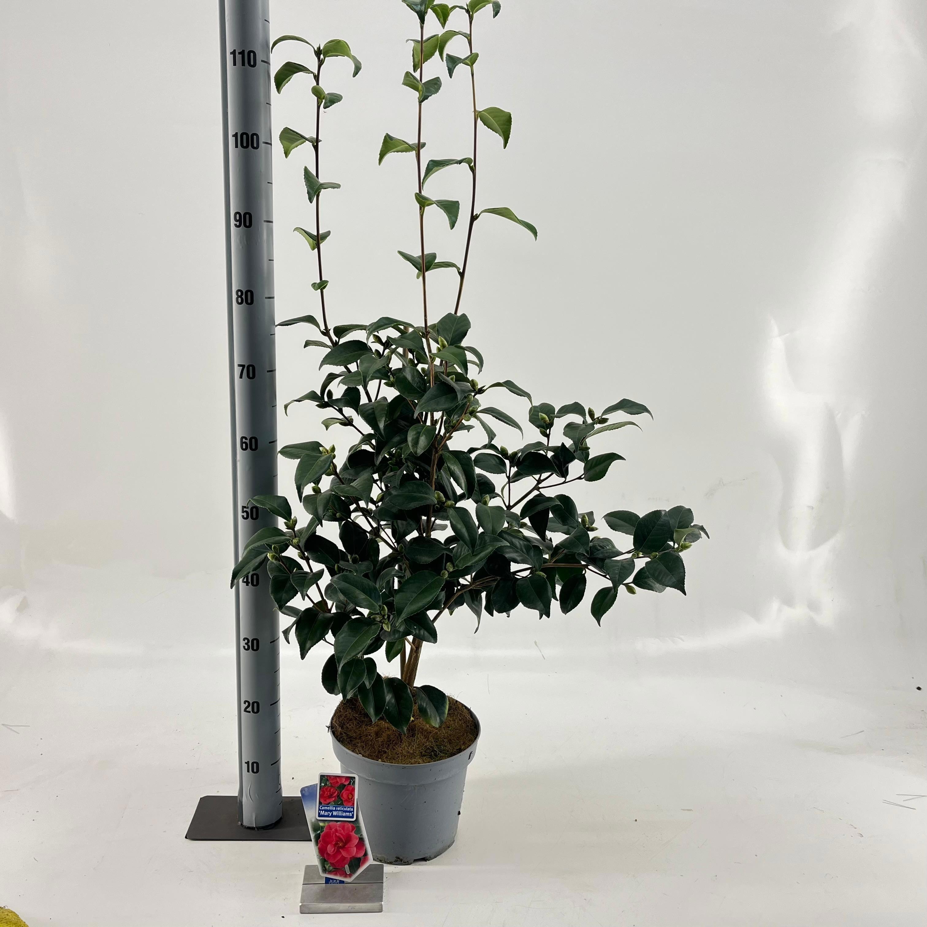 Camellia ret. 'Mary Williams', D 23